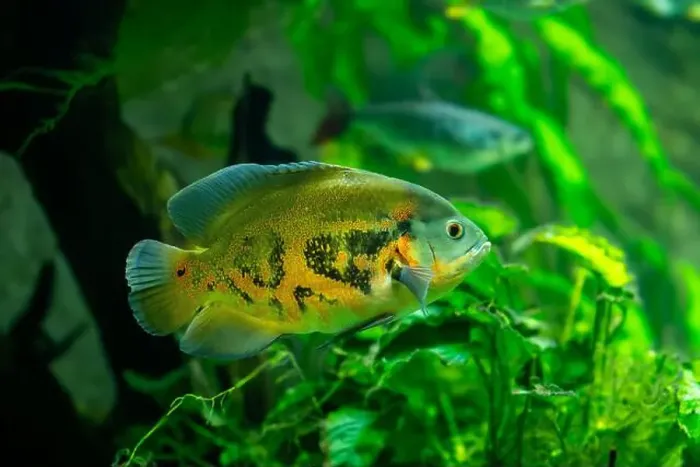 Framed Print : Tiger Oscar fish (Astronotus ocellatus) Framed Print : Tiger Oscar fish (Astronotus ocellatus)