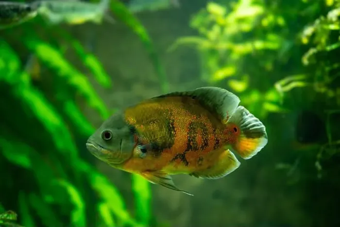 Framed Print : Tiger Oscar fish (Astronotus ocellatus) Framed Print : Tiger Oscar fish (Astronotus ocellatus)