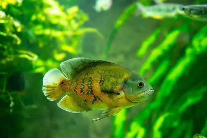 Framed Print : Tiger Oscar fish (Astronotus ocellatus) Framed Print : Tiger Oscar fish (Astronotus ocellatus)