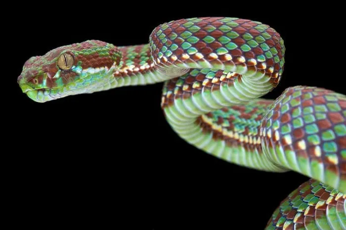 Framed Print : tiger pit viper (Trimeresurus venustus) Framed Print : tiger pit viper (Trimeresurus venustus)