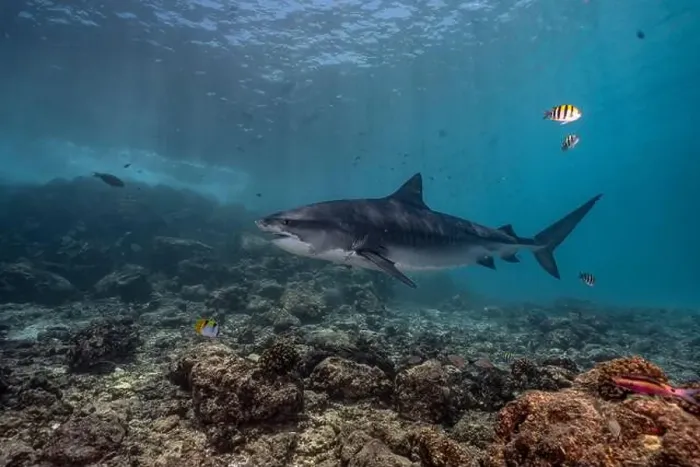 Framed Print : A tiger shark gracefully cruising over a vibrant coral reef