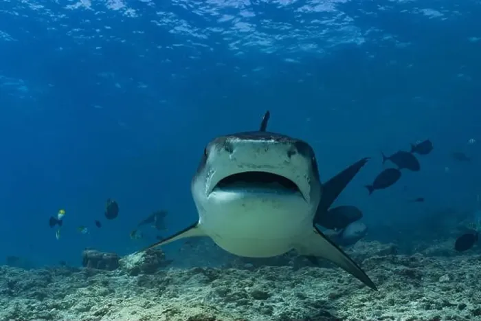 Framed Print : A tiger shark in mid-movement with mouth open looking at camera swims in clear tropical ocean waters surrounded by Framed Print : A tiger shark in mid-movement with mouth open looking at camera swims in clear tropical ocean waters surrounded by