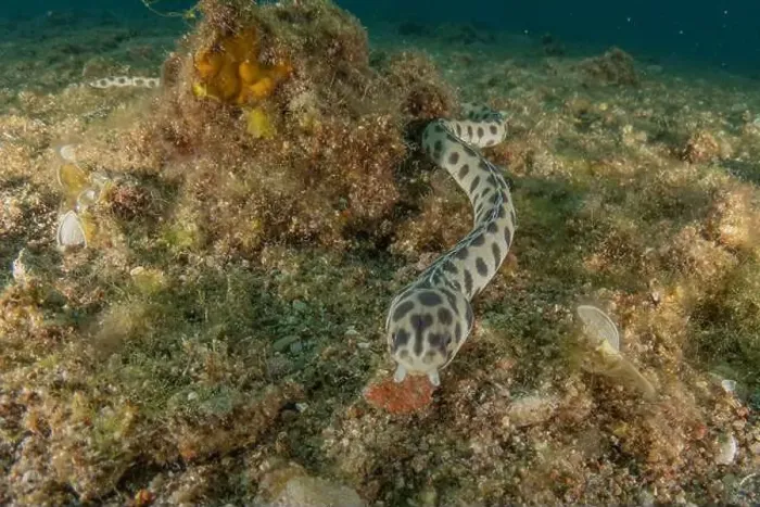 Framed Print : Tiger Snake Eel in the Red Sea Colorful and beautiful, Eilat Israel Framed Print : Tiger Snake Eel in the Red Sea Colorful and beautiful, Eilat Israel
