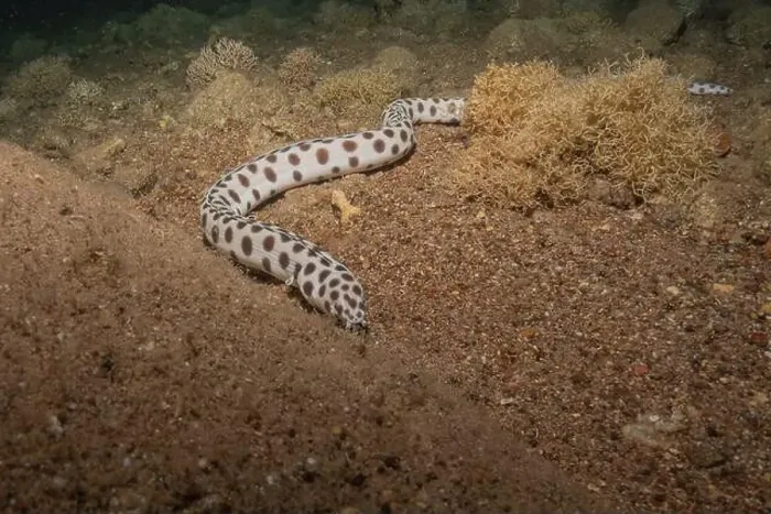 Framed Print : Tiger Snake Eel in the Red Sea Colorful and beautiful, Eilat Israel
