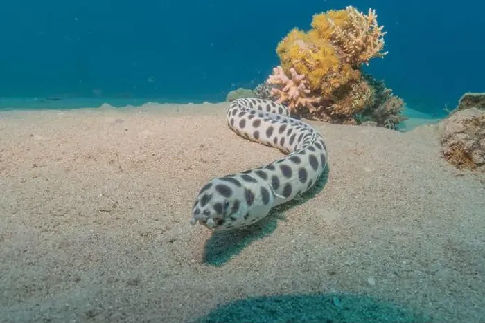 Framed Print : Tiger Snake Eel in the Red Sea Colorful and beautiful, Eilat Israel Framed Print : Tiger Snake Eel in the Red Sea Colorful and beautiful, Eilat Israel