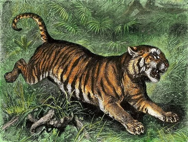Tiger in the wild, 1800s. Hand-colored woodcut