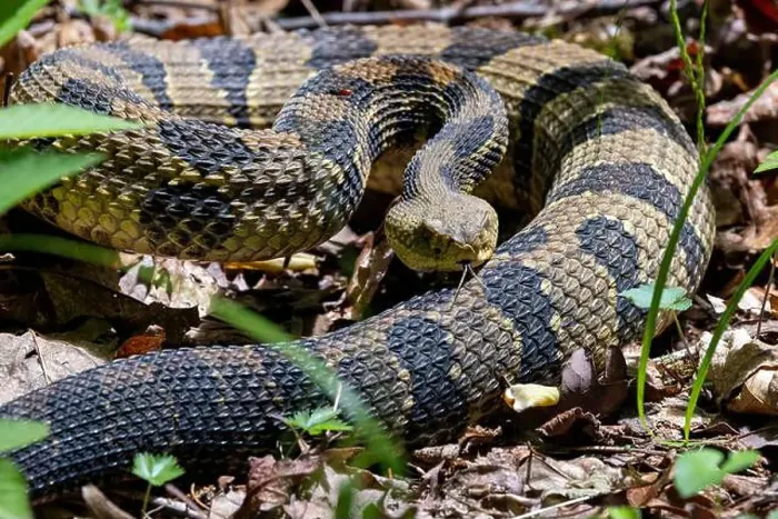 Framed Print : Timber Rattlesnake (Crotalus horridus) - Pisgah National Forest - Brevard, North Carolina, USA Framed Print : Timber Rattlesnake (Crotalus horridus) - Pisgah National Forest - Brevard, North Carolina, USA