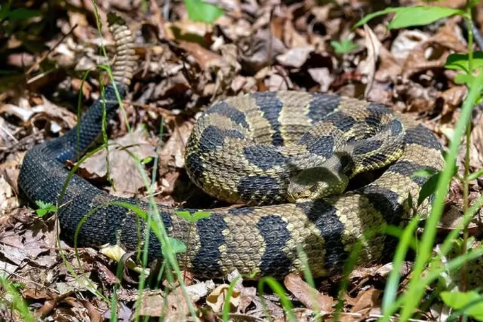 Framed Print : Timber Rattlesnake (Crotalus horridus) - Pisgah National Forest - Brevard, North Carolina, USA Framed Print : Timber Rattlesnake (Crotalus horridus) - Pisgah National Forest - Brevard, North Carolina, USA