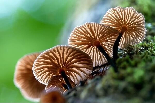Tiny backlit fungi growing on a tree trunk - DuPont State Recreational Forest - Cedar Mountain, near Brevard, North Carolina, USA