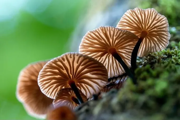 Framed Print : Tiny backlit fungi growing on a tree trunk - DuPont State Recreational Forest - Cedar Mountain, near Brevard, North Carolina, USA Framed Print : Tiny backlit fungi growing on a tree trunk - DuPont State Recreational Forest - Cedar Mountain, near Brevard, North Carolina, USA