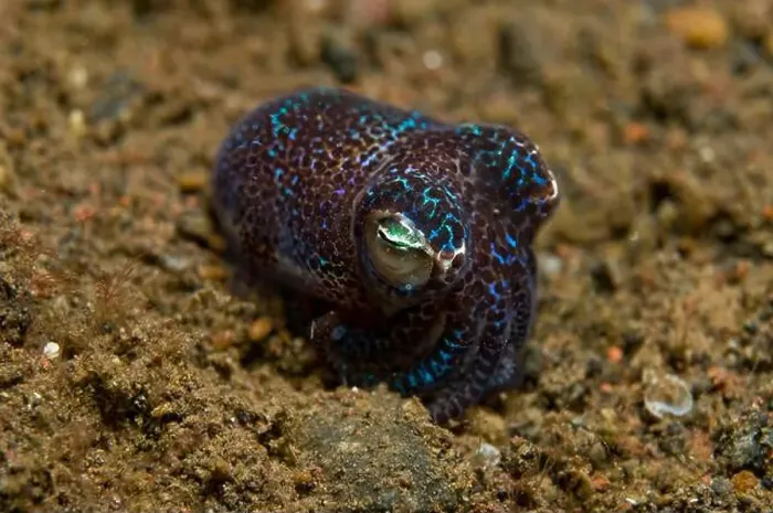 Framed Print : Tiny bobtail squid (order Sepiolida) in the sand, Tulamben, Bali, Indonesia Framed Print : Tiny bobtail squid (order Sepiolida) in the sand, Tulamben, Bali, Indonesia