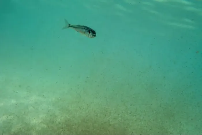 Framed Print : A tiny fish swimming in shallow waters, sunny, France, ocean. High quality photo Framed Print : A tiny fish swimming in shallow waters, sunny, France, ocean. High quality photo
