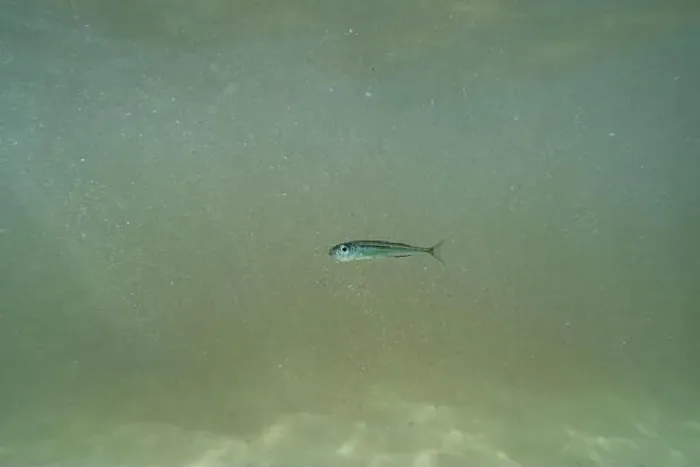 Framed Print : A tiny fish swimming in shallow waters, sunny, France, ocean. High quality photo Framed Print : A tiny fish swimming in shallow waters, sunny, France, ocean. High quality photo