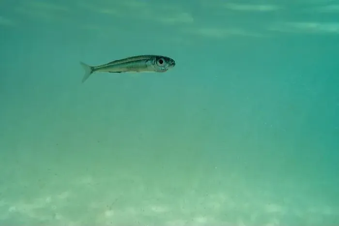 Framed Print : A tiny fish swimming in shallow waters, sunny, France, ocean. High quality photo Framed Print : A tiny fish swimming in shallow waters, sunny, France, ocean. High quality photo