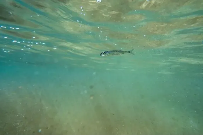 Framed Print : A tiny fish swimming in shallow waters, sunny, France, ocean. High quality photo Framed Print : A tiny fish swimming in shallow waters, sunny, France, ocean. High quality photo