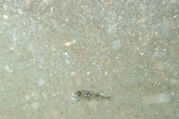 Framed Print : A tiny fish swimming in shallow waters, sunny, France, ocean. High quality photo Framed Print : A tiny fish swimming in shallow waters, sunny, France, ocean. High quality photo