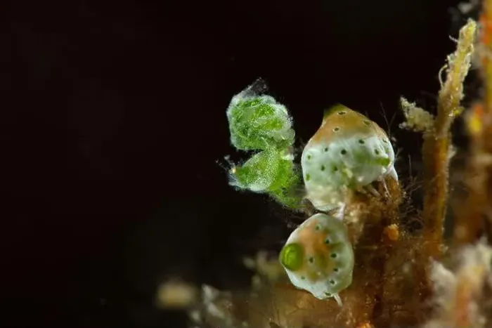 Framed Print : Tiny Green Hairy Shrimp (Phycocaris sp). Underwater macro photography from Romblon, Philippines Framed Print : Tiny Green Hairy Shrimp (Phycocaris sp). Underwater macro photography from Romblon, Philippines