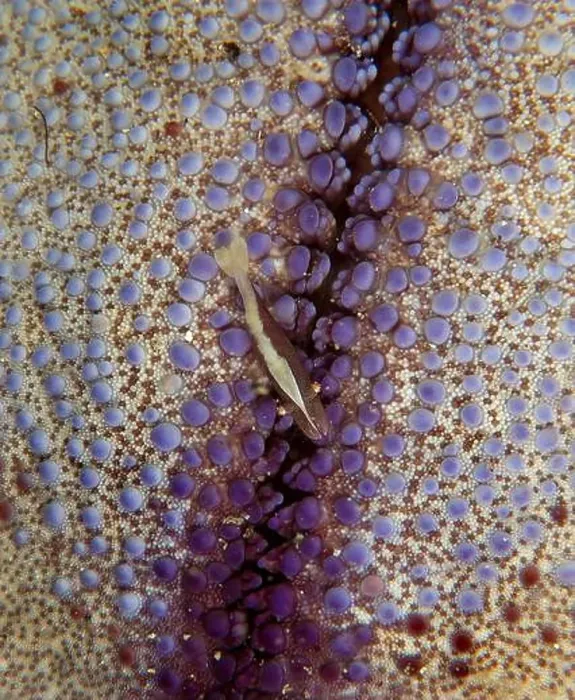Framed Print : Tiny shrimp (Periclimenes soror) living on a purple pin-cushion sea star, North Sulawesi, Indonesia Framed Print : Tiny shrimp (Periclimenes soror) living on a purple pin-cushion sea star, North Sulawesi, Indonesia