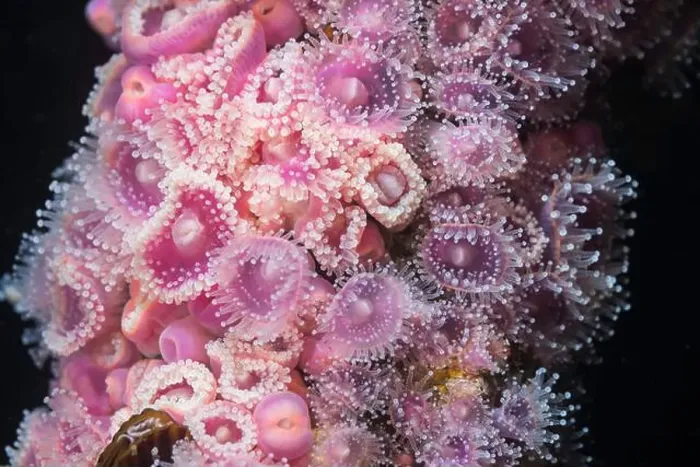 Framed Print : Many tiny Strawberry Anemones (Actinia fragacea) together forming a colony covering a portion of the reef in pink Framed Print : Many tiny Strawberry Anemones (Actinia fragacea) together forming a colony covering a portion of the reef in pink
