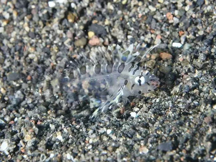 Framed Print : A tiny, almost transparent fish Framed Print : A tiny, almost transparent fish