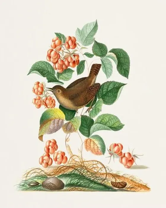 Framed Print : Tiny Treasure: Little bird enjoying red fruit