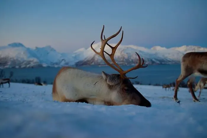 Framed Print : A tired reindeer rests in the snow with snow-covered mountains in the backdrop, capturing winter's serene beauty Framed Print : A tired reindeer rests in the snow with snow-covered mountains in the backdrop, capturing winter's serene beauty