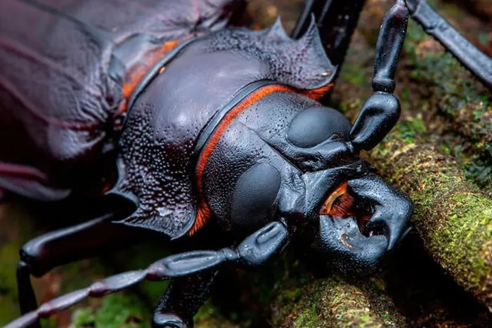 Framed Print : Titan Beetle (Titanus giganteus) portrait of male, Kaw, French Guiana Framed Print : Titan Beetle (Titanus giganteus) portrait of male, Kaw, French Guiana