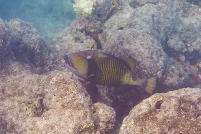 Framed Print : Titan triggerfish, Giant triggerfish Framed Print : Titan triggerfish, Giant triggerfish