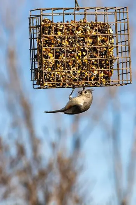Framed Print : A titmouse clings to a Northeast Indiana bird feeder as he prepares to eat from the seed cake inside Framed Print : A titmouse clings to a Northeast Indiana bird feeder as he prepares to eat from the seed cake inside