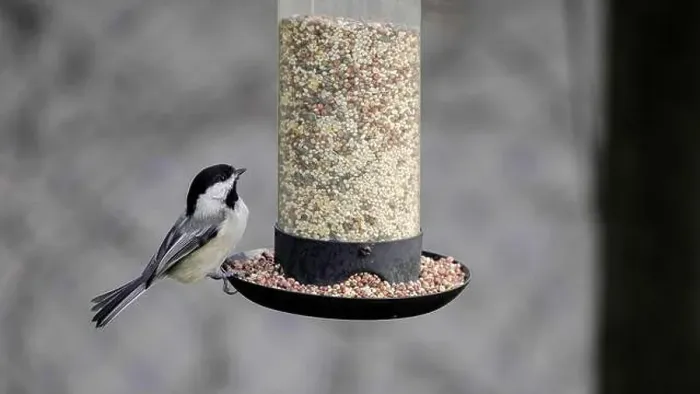Framed Print : Titmouse perches at a seed feeder, enjoying a meal Framed Print : Titmouse perches at a seed feeder, enjoying a meal