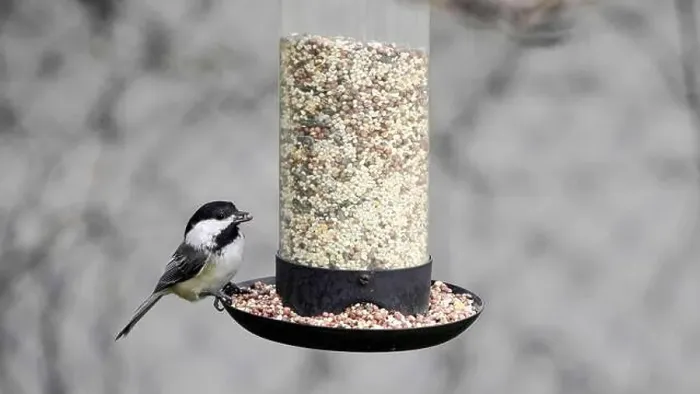 Framed Print : Titmouse perches at a seed feeder, enjoying a meal Framed Print : Titmouse perches at a seed feeder, enjoying a meal
