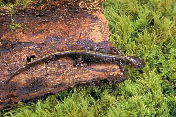 Framed Print : tk0539, Thomas Kitchin; Western Long-toed Salamander, British Columbia to Oregon Framed Print : tk0539, Thomas Kitchin; Western Long-toed Salamander, British Columbia to Oregon