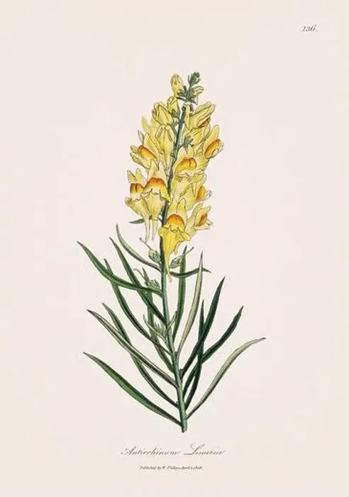 Framed Print : Toadflax. Botanical Illustration: Antique Medical Botanical Artwork from a 19th-century Botany Book Plate Framed Print : Toadflax. Botanical Illustration: Antique Medical Botanical Artwork from a 19th-century Botany Book Plate