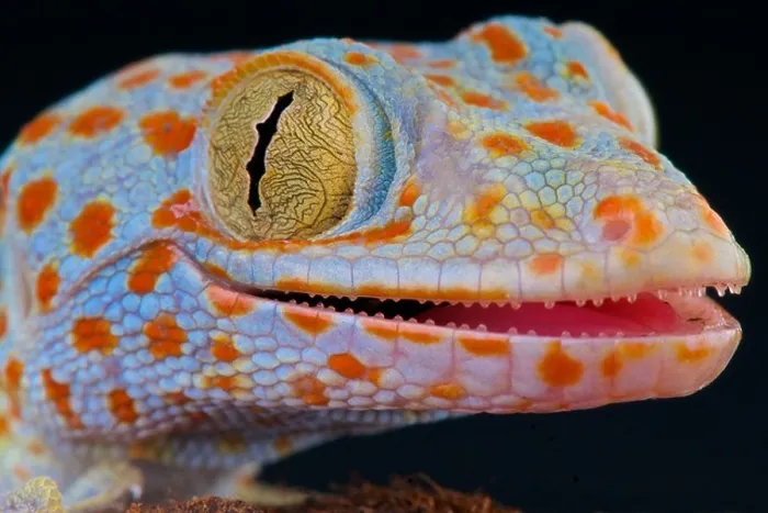 Framed Print : Tokay gecko / Gekko gecko Framed Print : Tokay gecko / Gekko gecko