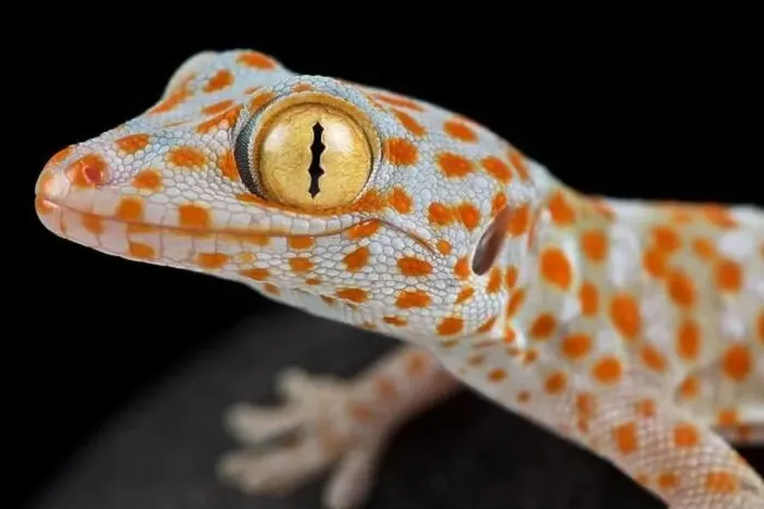 Framed Print : Tokeh (Gekko gecko)