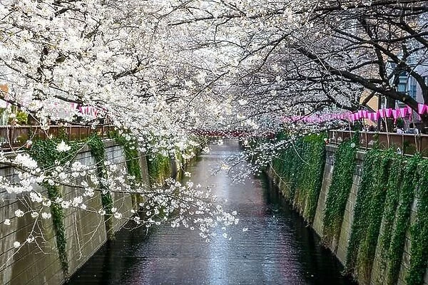 Tokyo, Japan at Meguro Canal in the spring season