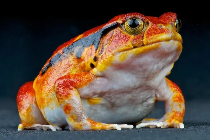 Framed Print : Tomato frog / Dyscophus guineti Framed Print : Tomato frog / Dyscophus guineti