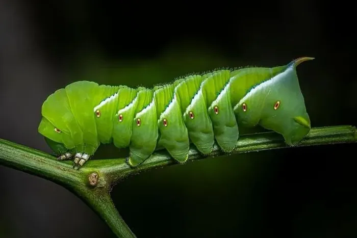 Framed Print : Tomato hornworm macro close up image