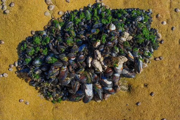 Framed Print : Top-down view of diverse marine life, including mussels and algae, clustered around tidal zone on rocky shore Framed Print : Top-down view of diverse marine life, including mussels and algae, clustered around tidal zone on rocky shore
