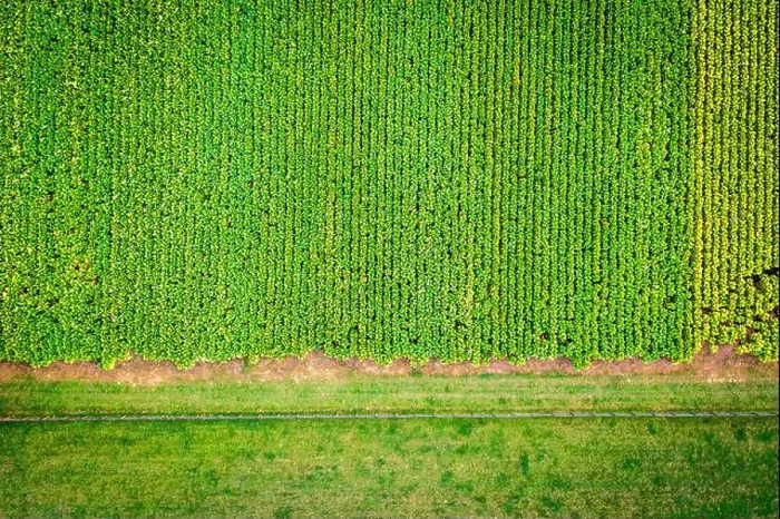 Framed Print : Top-down view of tobacco farm in Central Kentucky