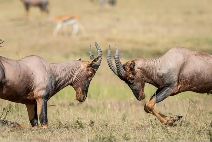 Framed Print : Two topi antelope fighting in grass plains in Masai Mara in Kenya Framed Print : Two topi antelope fighting in grass plains in Masai Mara in Kenya