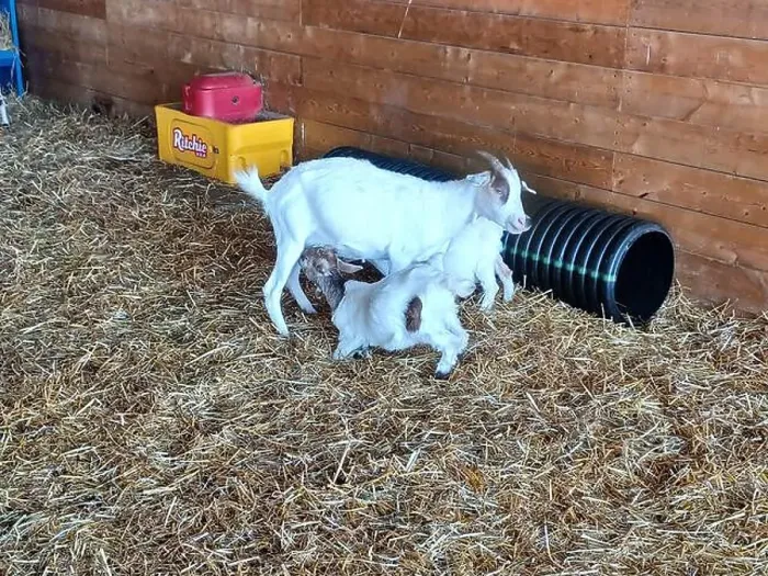 Framed Print : Toronto, Canada – September 1, 2024: Three goats relax on a cozy straw bed inside a wooden barn at Downey's Farm Framed Print : Toronto, Canada – September 1, 2024: Three goats relax on a cozy straw bed inside a wooden barn at Downey's Farm
