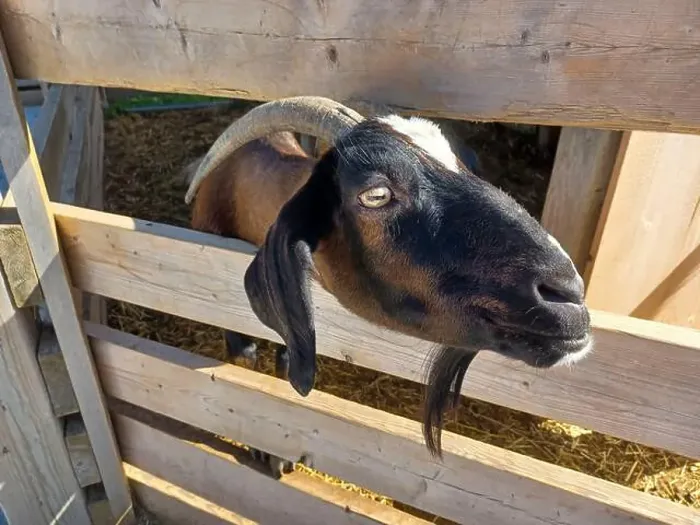 Framed Print : Toronto, Canada – September 1, 2024: Three goats relax on a cozy straw bed inside a wooden barn at Downey's Farm Framed Print : Toronto, Canada – September 1, 2024: Three goats relax on a cozy straw bed inside a wooden barn at Downey's Farm