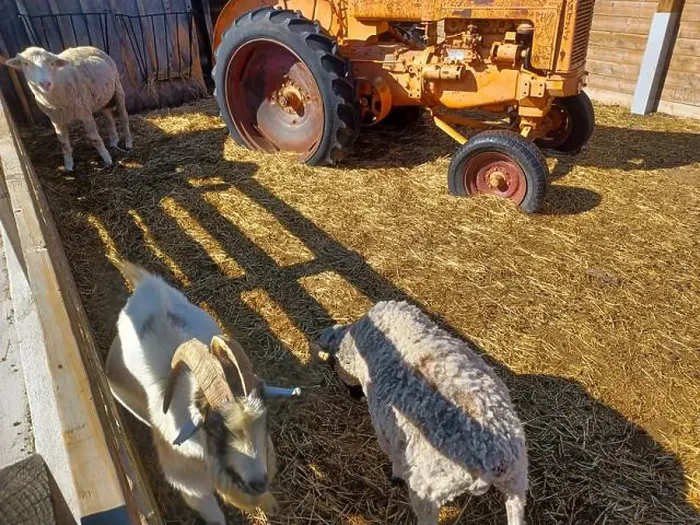 Framed Print : Toronto, Canada – September 1, 2024: Three goats relax on a cozy straw bed inside a wooden barn at Downey's Farm Framed Print : Toronto, Canada – September 1, 2024: Three goats relax on a cozy straw bed inside a wooden barn at Downey's Farm