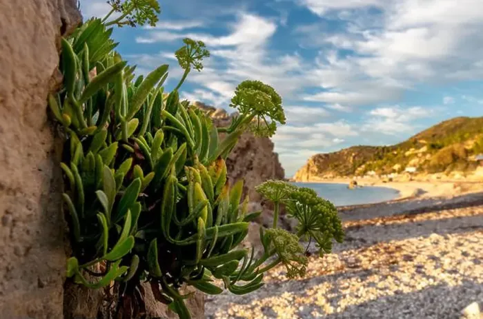 Framed Print : Tough seaside plants growing and thriving on the cracks of beach rocks Framed Print : Tough seaside plants growing and thriving on the cracks of beach rocks