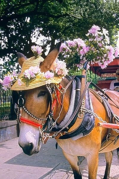 TOURIST CARRIAGE MULE WEARING STRAW HAT DECORATED WITH FLOWERS NEW ORLEANS LA USA