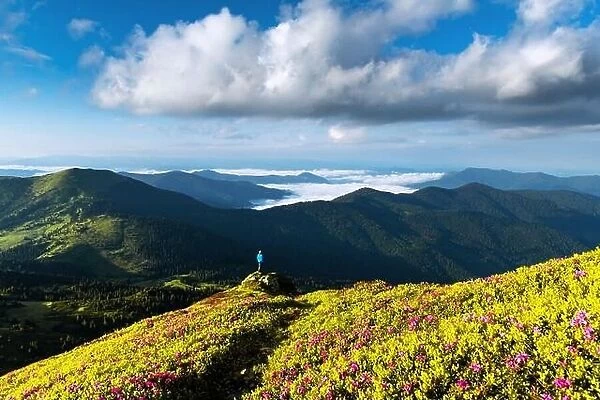 A tourist on the edge of a cliff covered with a pink carpet of rhododendron flowers in the summer. Foggy mountains on the background. Landscape photog