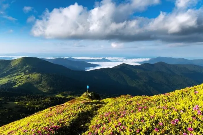 Framed Print : A tourist on the edge of a cliff covered with a pink carpet of rhododendron flowers in the summer. Foggy mountains on the background. Landscape photog Framed Print : A tourist on the edge of a cliff covered with a pink carpet of rhododendron flowers in the summer. Foggy mountains on the background. Landscape photog