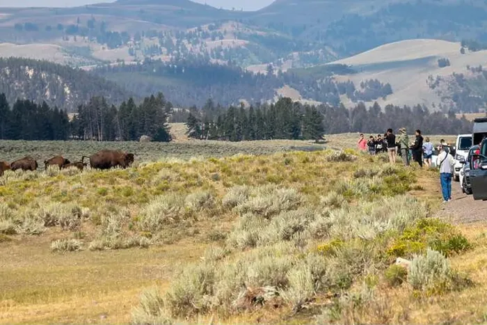 Framed Print : Tourists Photographing Bison in Yellowstone National Park Framed Print : Tourists Photographing Bison in Yellowstone National Park