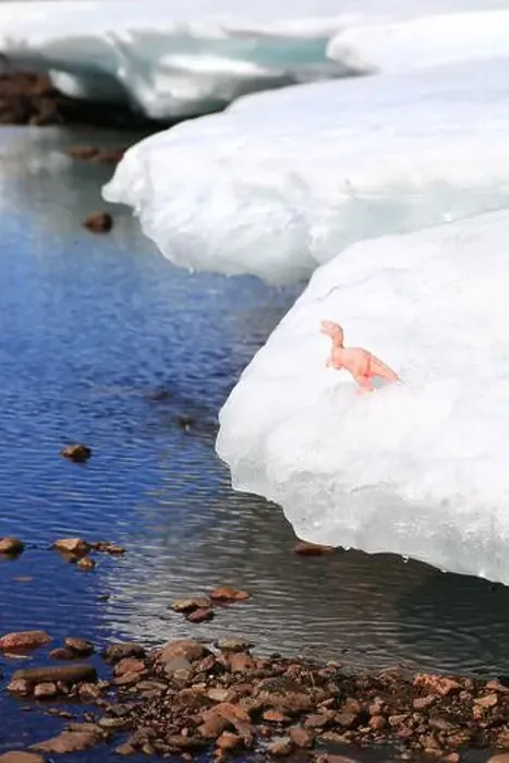 Framed Print : Toy dinosaur standing on melting ice at riverside in northern Sweden Framed Print : Toy dinosaur standing on melting ice at riverside in northern Sweden